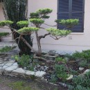 Juniperus 2 ans après