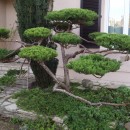 Juniperus 3 ans après