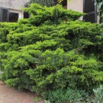 Juniperus à l'état naturel