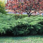 Juniperus à l'état naturel
